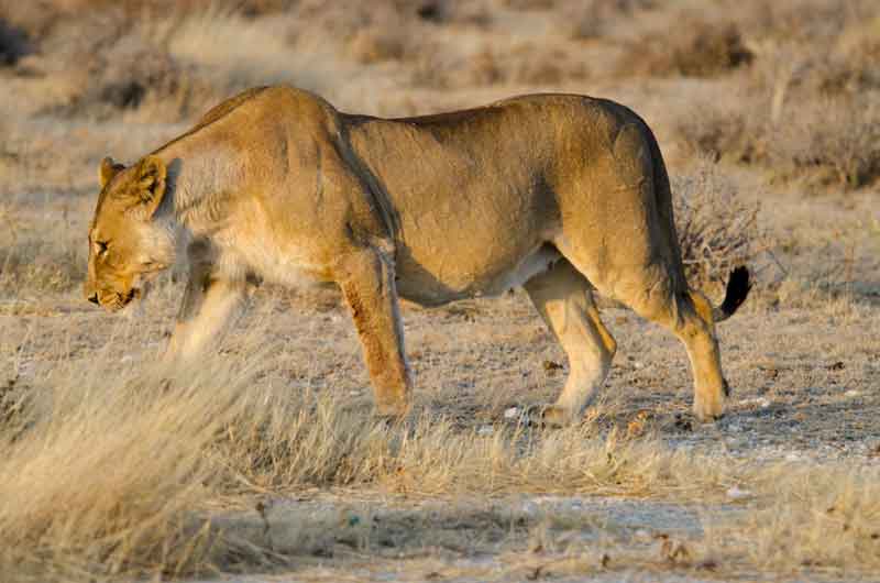 94 - Namibia - leones comiendo - parque nacional de Etosha